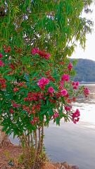 Lucky 15.2x183m Glossy RA Minilab Baskı Kağıdı