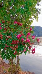 Lucky 15.2x183m Glossy RA Minilab Baskı Kağıdı